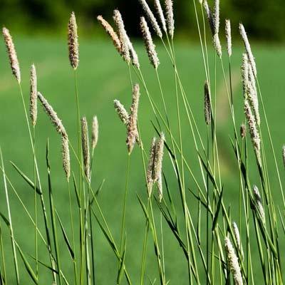 Timothy grass: Biochemical characterization 34.2 30.