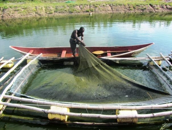 Why Cage Fish farming?