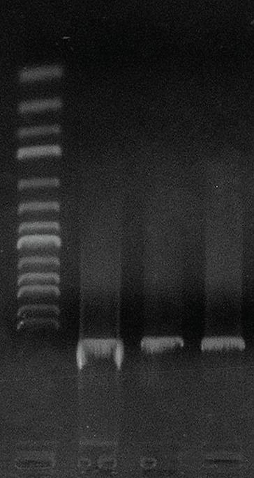Kit 100/300 preps DFG100/300 GenepHlow PCR Cleanup Kit 100/300 preps DFC100/300 GenepHlow Gel/PCR Kit 100/300 preps DFH100/300 GenepHlow DNA Cleanup Maxi Kit 10/25 preps DFM010/025 Small DNA