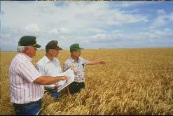 5 to 118 bushels/acre/year from 1930 to 1985 Wheat: 16.7 to 37.