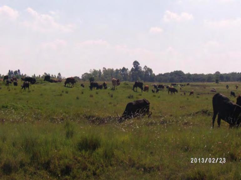 Unsupervised livestock grazing on wetland causing wetland