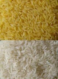 Golden Rice a possible