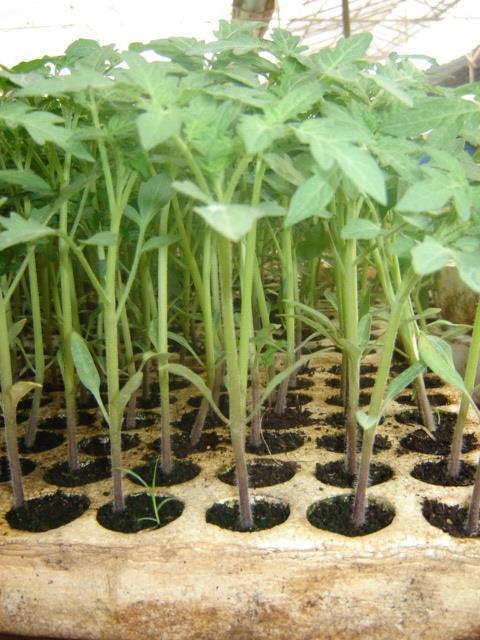 Good seedlings, raising by good technique