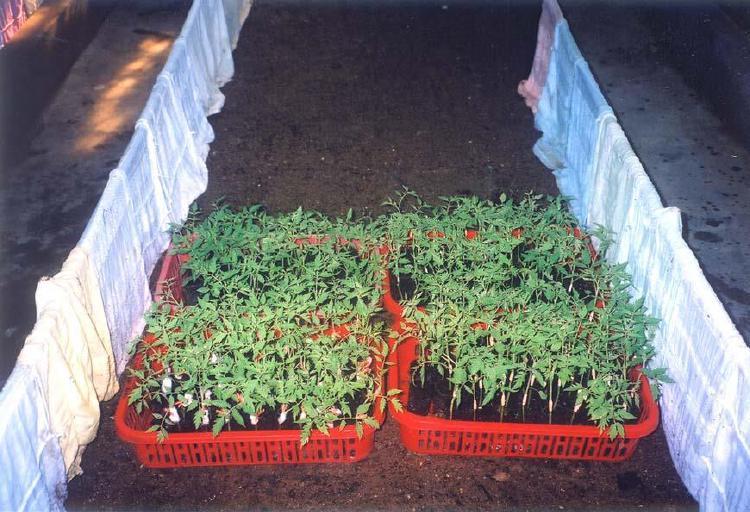 resistant varieties (rootstocks).
