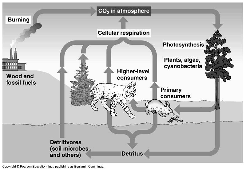 The energy is used by organisms for growth, movement, reproduction, etc. The carbon dioxide is returned to the atmosphere, and the cycle continues.