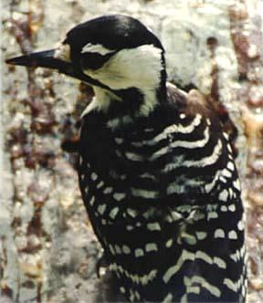 Using Extinction time estimates for conservation planning Adult birds: NORTH CAROLINA 460