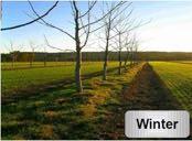 Capturing sunlight in agroforestry Complementarity: Winter %