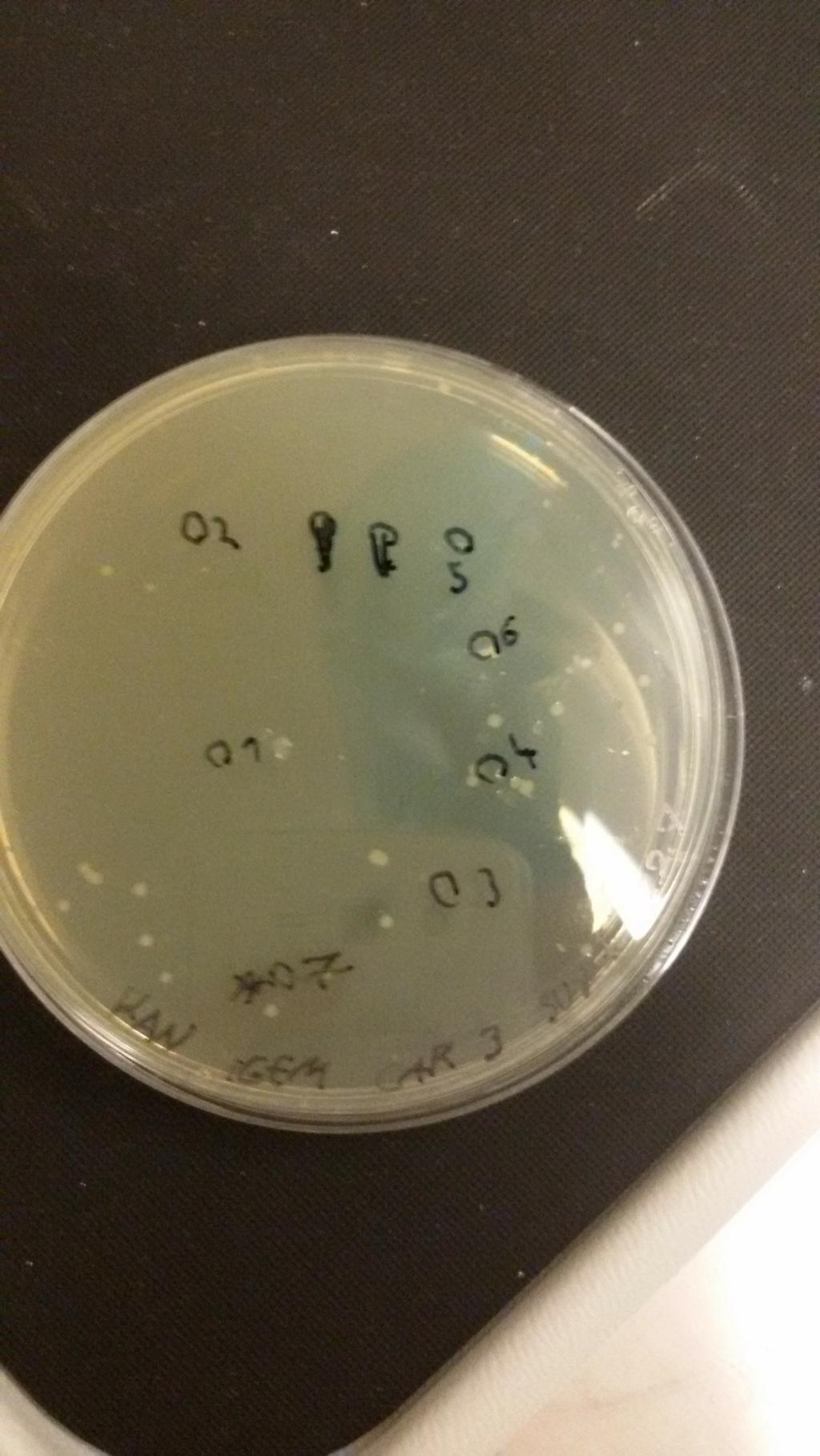 20150727_152946.jpg Fig 3. The screened colonies B1-B7 for the colony PCR.