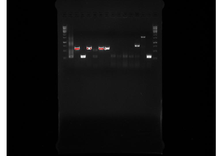 24.7.2015 FRIDAY, 7/24 Run a gel electophoresis for yesterday's Colony PCR results (Ycia-sfp-CAR part 1 and PCR for Ycia-sfp-CAR part 3).