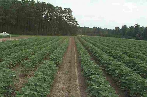 The Economic Impact of Agribusiness and the Return on the Certified South Carolina Grown Campaign APRIL 2010 INTRODUCTION Since the colonial era, agribusiness has been in the forefront of South