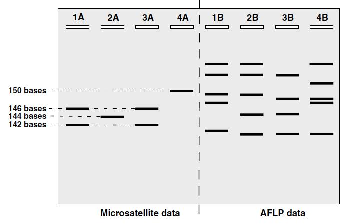 Figure 2.7 A gel showing the genotypes of four individuals based on one microsatellite (co- dominant) locus (1A 4A), and several AFLP (dominant) loci (1B 4B).
