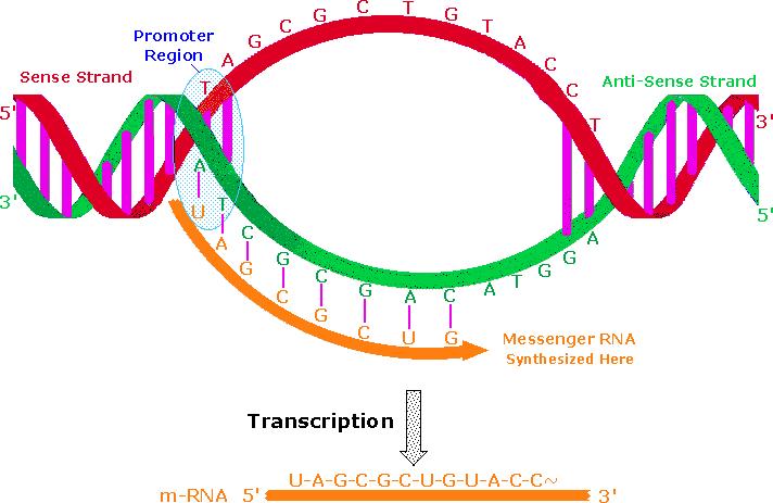 Messenger RNA (mrna) Is