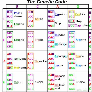There are 64 possible codons,