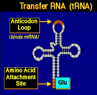 Transfer RNA (trna) Carries amino acids from the cytoplasm