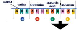 Translation The amino acids are brought to the ribosomes by the trna molecules to be assembled