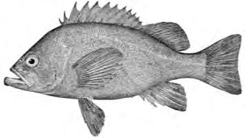 Spatial Structure Example Black rockfish (Sebastes melanops) Stock Assessment Area: Cape Falcon, Oregon and North of Point