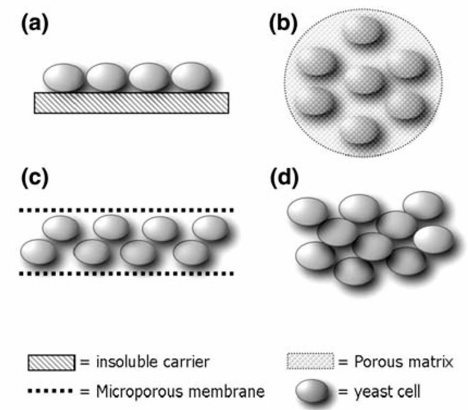 5. Immobilized Cell System Immobilization (a) attachment to a surface (b) entrapment within a porous matrix (c) containment behind a barrier (d) self-agitation
