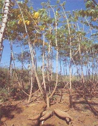 Regions for Cassava Cassava: 6-8 tons of bioethanol per hectare, 2 times higher