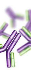 Antibody services An integrated platform for generation of therapeutic antibodies 1 2 3 Industry-proven team for therapeutic antibody generation: from stand-alone projects to integrated programmes