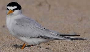 Environmental Protection Avoid California Least Tern nesting season September - March Noise mitigation