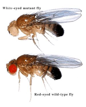 Specifically eye color of these flies!