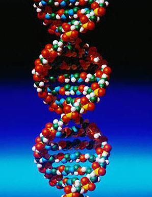 Discovering the structure of DNA James Watson &