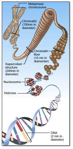 DNA Deoxyribose nucleic acid type of nucleic acid What is the other type of nucleic acid?