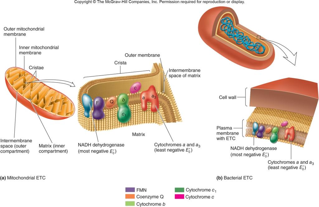 Electron Transport Chain u Electron carriers are often organized into an electron transport chain (ETC) v Location Ø Plasma membranes of chemoorganotrophs in bacteria and archaeal cells Ø Internal