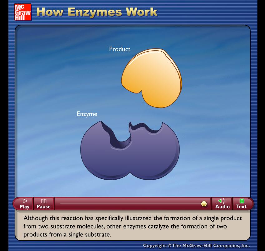 22 Enzymes u Enzymes are protein catalysts having great specificity for a particular reaction and its