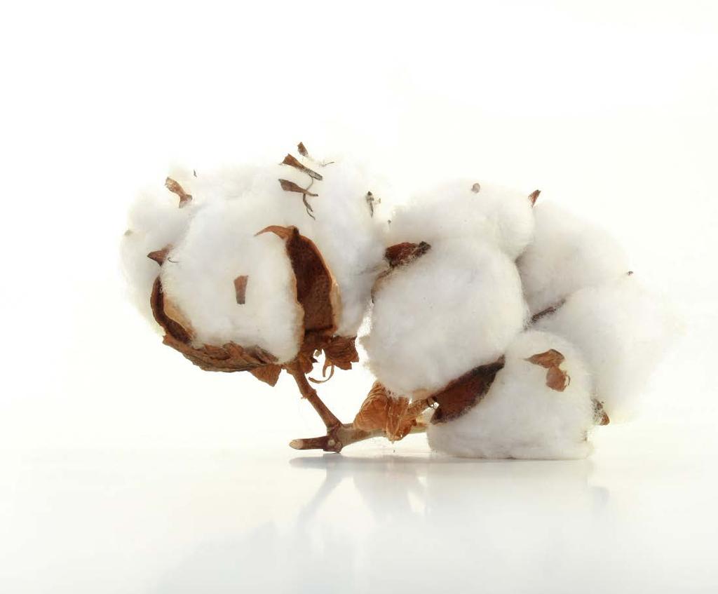 GMO cotton GMO cotton seeds are expensive, the plants are sterile.