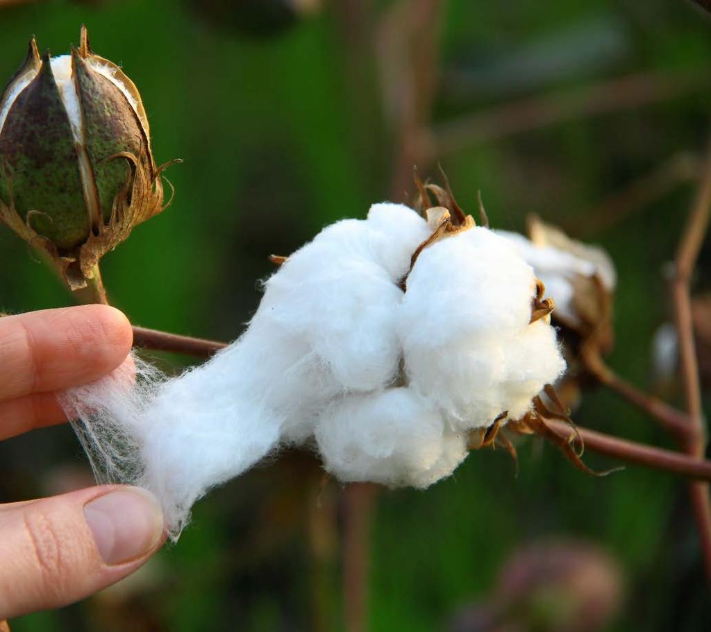 Cotton Facts Used for thousands of years for textile production High water absorption,