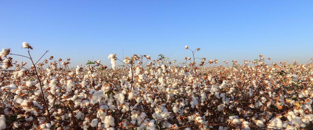 Cotton Challenges High water consumption Extensive use