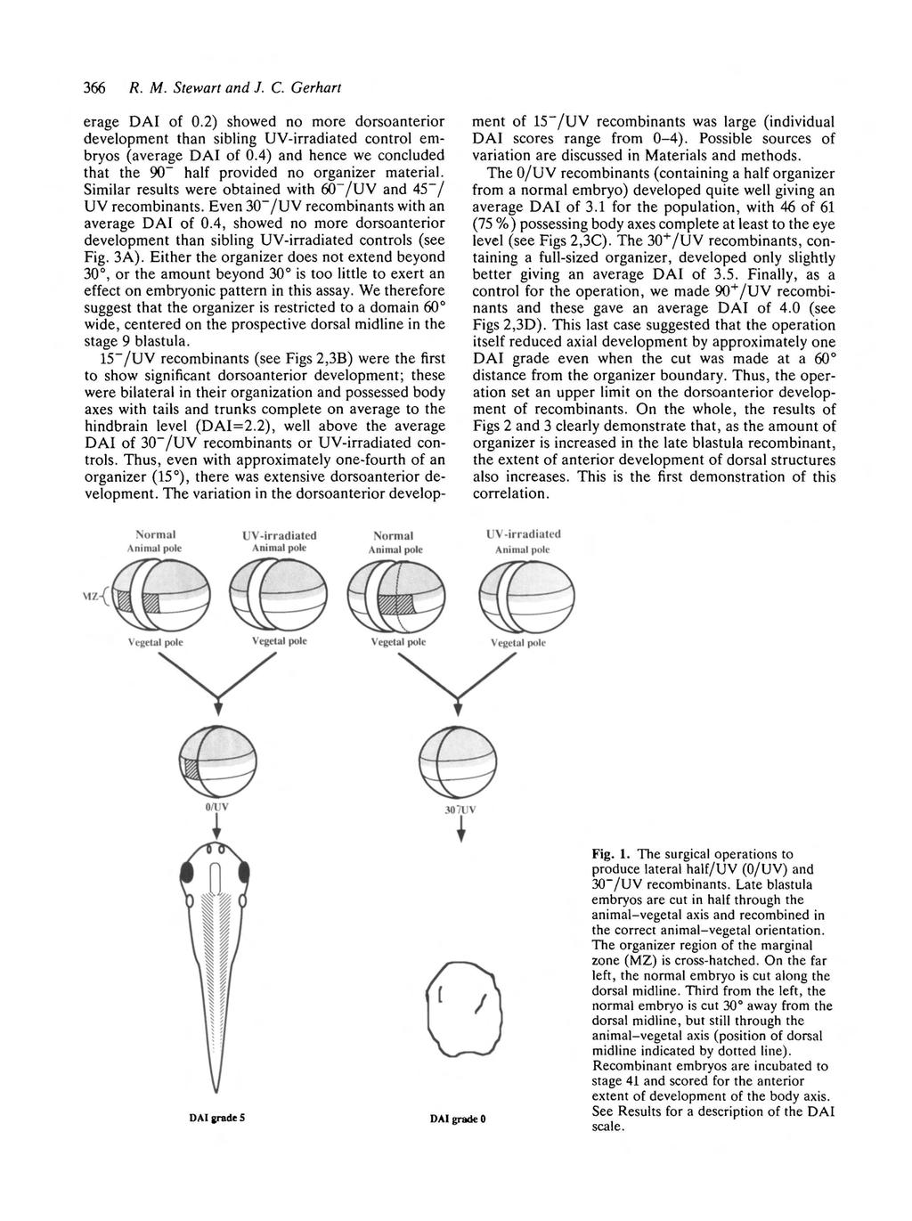 R. M. Stewart and J. C. Gerhart erage DAI of.) showed no more dorsoanterior development than sibling UV-irradiated control embryos (average DAI of.