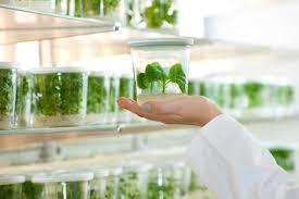 No regulation? [T]here is no scientific reason to classify a plant as a transgenic organism, ( ) if there is no foreign recombinant DNA in its genome.