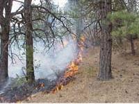 Fire in the Southwest Fire Regimes Informed by dendrochronology (study of