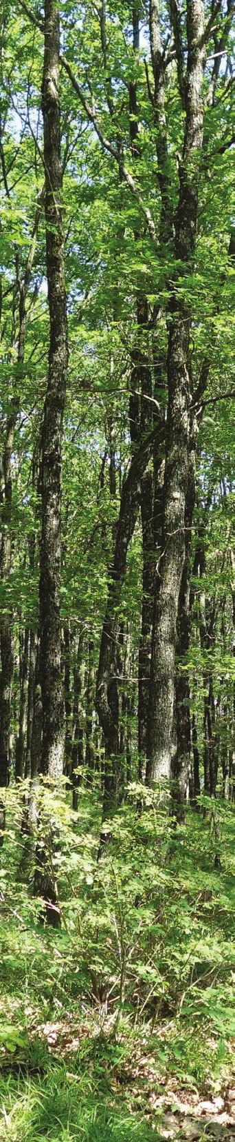Kentucky Forestry Economic Contribution Report 2016 Authors* Jeff Stringer, Billy Thomas, Bobby Ammerman, Thomas Ochuodho, Alison Davis Executive Summary Forests play a pivotal role in Kentucky s