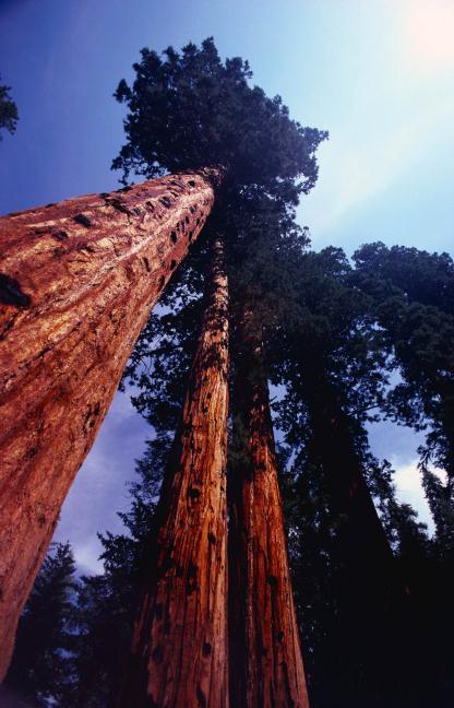 Tree Effect Trees remove carbon through growth US average