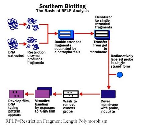 Southern Blotting It is used to find or probe specific sequences of DNA.