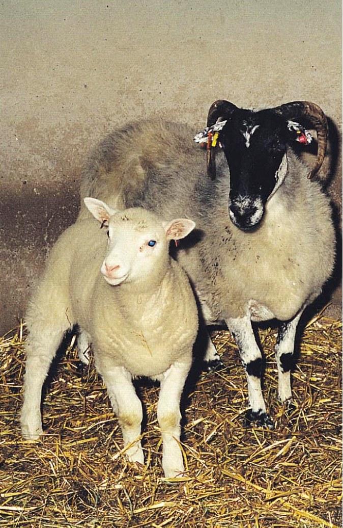 Animal Cloning Dolly and her surrogate mom Dolly aged rapidly