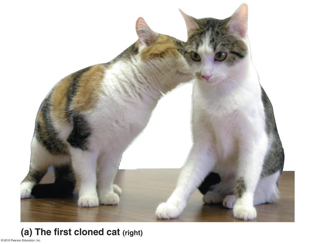 Why Clone an Animal?