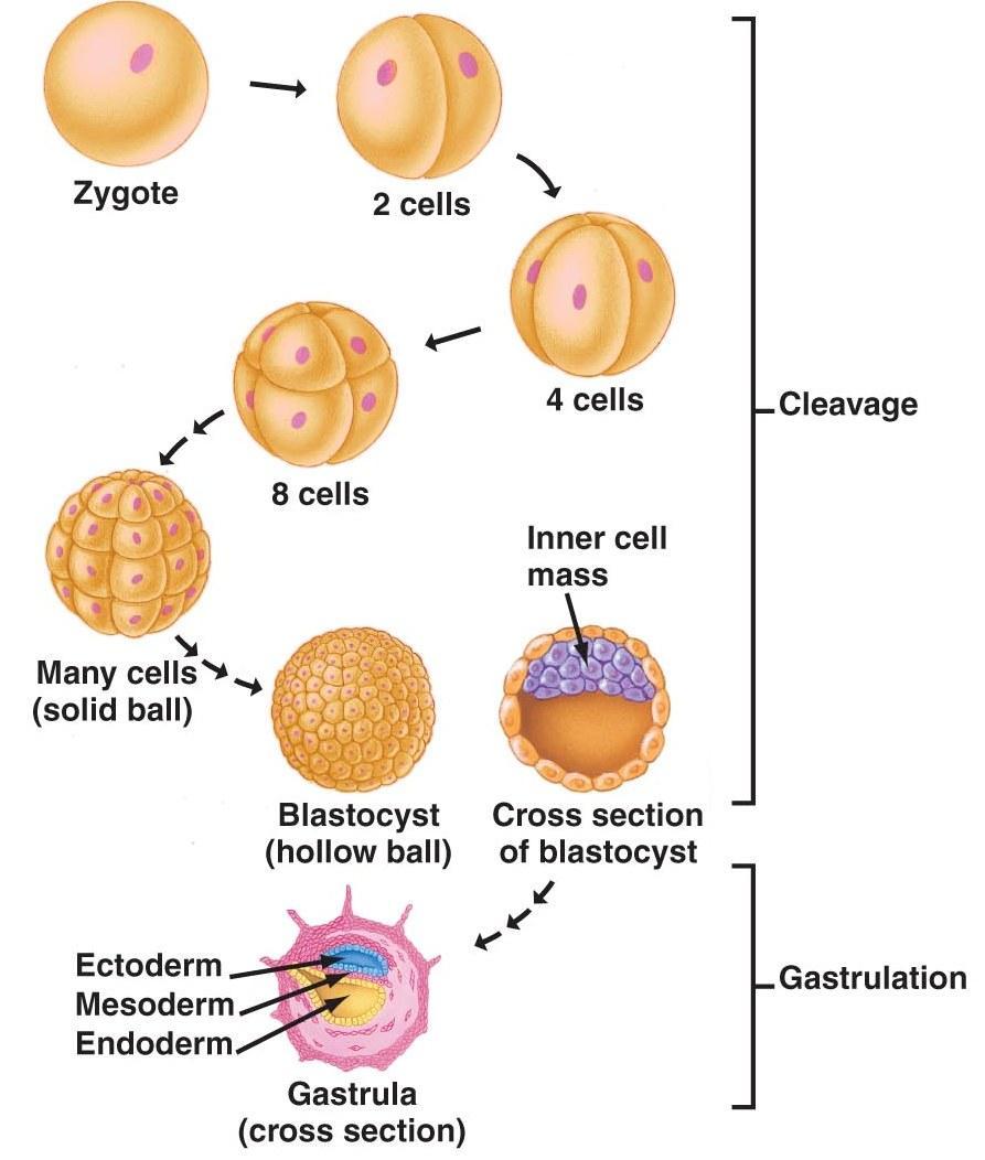 Stem Cells Gastrula (~ 2-3 weeks old) and later Multipotent Can express only certain genes Has ability to become a