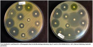 Chemical Antimicrobials Bacteriocidal: bacterial killers Bacteriostatic: bacterial growth inhibitors Effects on potency (or effectiveness) 1.