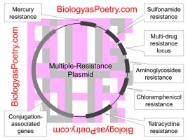 chromosomal DNA and usually are effective to only a single type of antibiotic Drug Resistance Plasmid resistance: happens outside