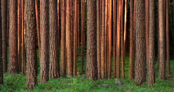 sectoral collaboration Actions: Sustainable Forest Management