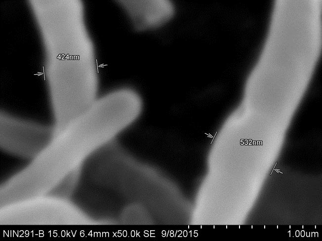 scanning electron microscopy (SEM) analysis to