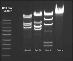 stain the DNA itself but makes it easier to load the gels and monitor the progress of the DNA electrophoresis. The dye fronts migrate toward the positive end of the gel, just like the DNA fragments.