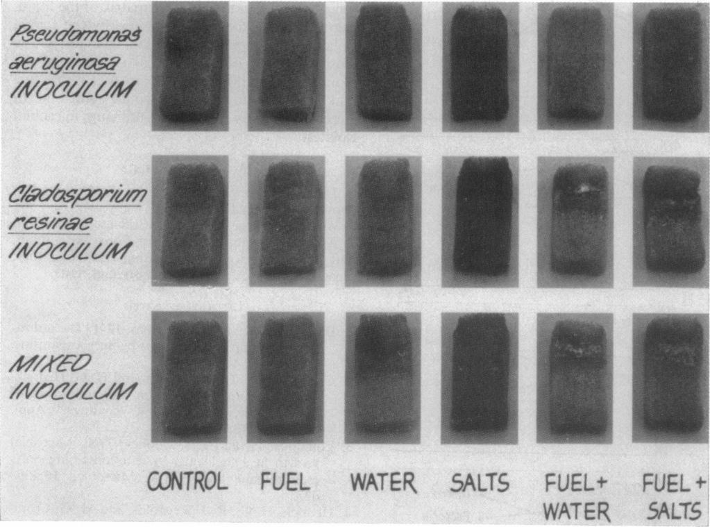 VoL. 16, 168 168JET-FUEL MICROBIAL ISOLATES 182 e.. I. CONTROL FUEL WATER 5ALT$ FUEL+ FiG. 3. Representative foam specimens after exposure to microbial activity for 0 days. WATER TABLE 1.