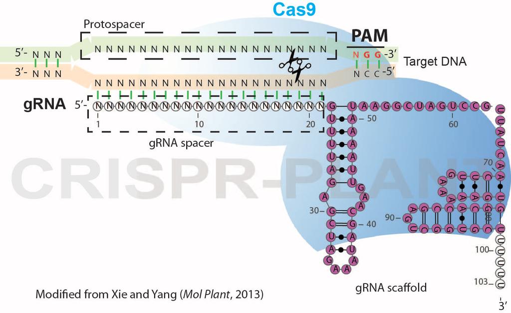 Targeted Gene Mutation in Rice Using a CRISPR-Cas9 System Kabin Xie 1, Bastian Minkenberg 2 and Yinong Yang 2* 1 Department of Plant Pathology and Environmental Microbiology, Pennsylvania State