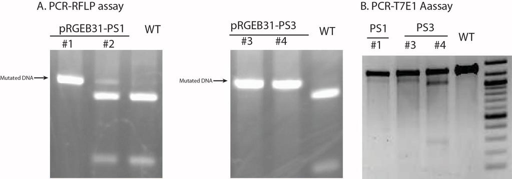 Figure 4. Examples of PCR-RFLP assay (A) or T7E1 assay (B) using T0 transgenic plants. In PCR-RFLP assay, mutated DNA is resistant to RE digestion whereas wild type DNA would be cut into pieces.