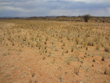 During the construction phase of the project there might be a risk of wind erosion where natural vegetation is removed.